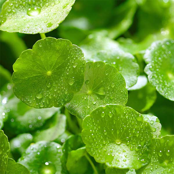 CENTELLA-ASIATICA-EXTRAKTE